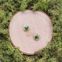 Load image into Gallery viewer, Thicket Mini Hexagon Dangles