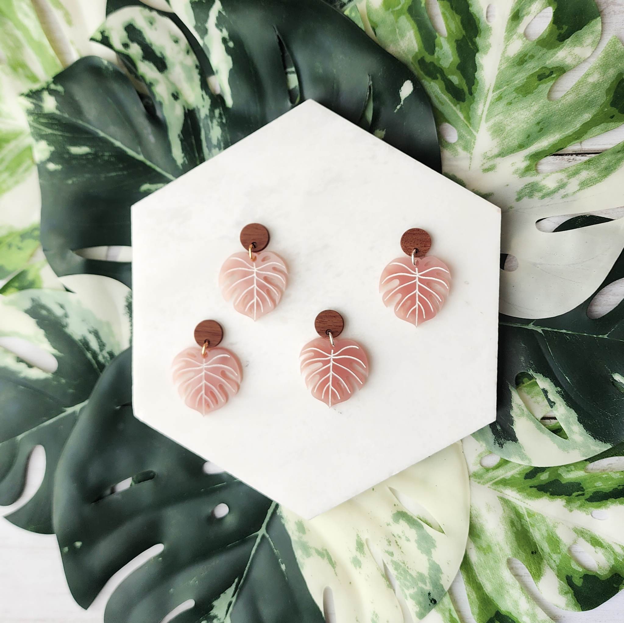 blush of rose monstera Monstera Dangles